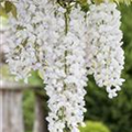 Wisteria sinensis 'Nivea'