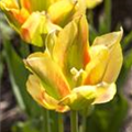 Tulipa viridiflora 'Artist'