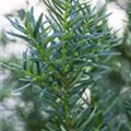 Taxus cuspidata 'Lescow'