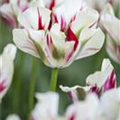 Tulipa viridiflora 'Flaming Springgreen'