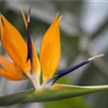 Strelitzia reginae