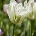 Tulipa viridiflora 'Spring Green'