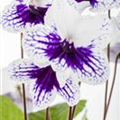 Streptocarpus 'Leyla'