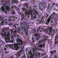 Tradescantia pallida