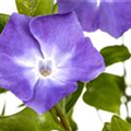 Vinca major