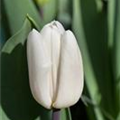 Tulipa 'White Flag'