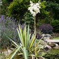 Yucca filamentosa