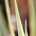 Yucca filamentosa 'Bright Edge'