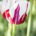 Tulipa 'World Expression'