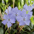 Vinca minor