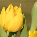 Tulipa 'Yellow Baby'