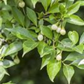 Styrax japonicus