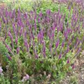 Teucrium hyrcanicum