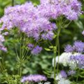 Thalictrum aquilegifolium