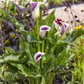 Zantedeschia aethiopica 'Picasso'