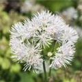 Thalictrum aquilegifolium 'Album'