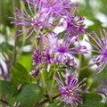 Thalictrum aquilegifolium 'Purplelicious'