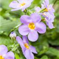 Sutera grandiflora, blau