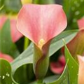 Zantedeschia 'Bloody Marry'