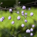 Thalictrum delavayi