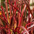 Uncinia rubra 'Everflame'