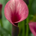 Zantedeschia 'Tropical'