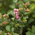 Symphoricarpos x doorenbosii, rosa