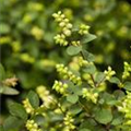 Symphoricarpos x doorenbosii 'Mother of Pearl'