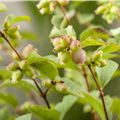 Symphoricarpos x doorenbosii 'Magic Berry'