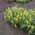 Thermopsis lanceolata