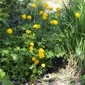 Trollius europaeus