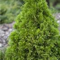 Thuja occidentalis