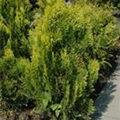 Thuja occidentalis 'Aurea Nana'