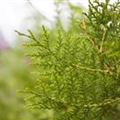 Thuja occidentalis 'Brabant'