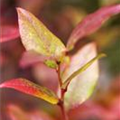 Vaccinium corymbosum 'Bluecrop'