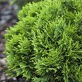 Thuja occidentalis 'Mecki'®