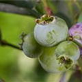 Vaccinium corymbosum 'Bluegold'