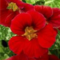 Tropaeolum majus