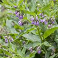 Symphytum officinale