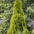 Thuja occidentalis 'Golden Smaragd'®