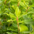 Vaccinium corymbosum 'Luckyberry'®