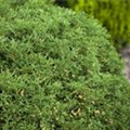 Thuja occidentalis 'Hetz Midget'