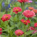 Zinnia elegans