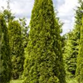 Thuja occidentalis 'Smaragd'