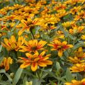 Zinnia 'Zahara Sunburst'