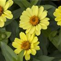 Zinnia 'Zahara Yellow Improved'