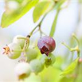 Vaccinium vitis-idaea 'Red Pearl'