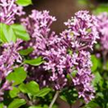 Syringa x prestoniae 'Royalty'