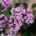 Syringa meyeri 'Josée'