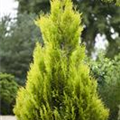 Thuja plicata '4ever' GOLDY®(s)